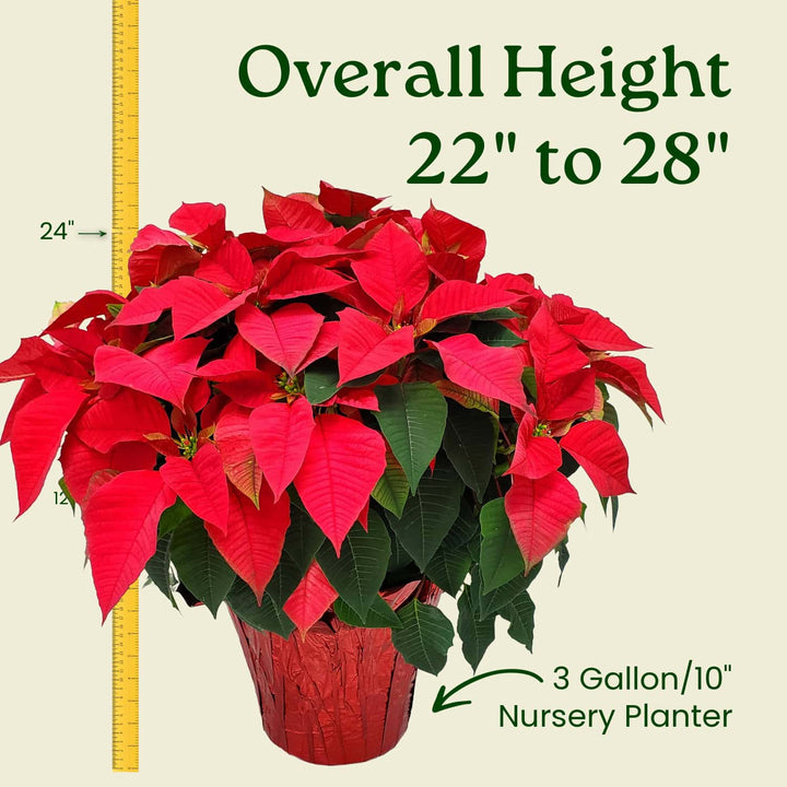 Potted poinsettia plant with measurement details on a beige background #size_3-gallon