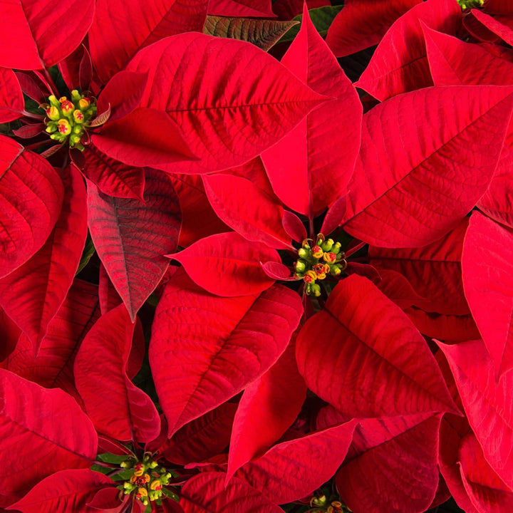 Close-up of bright red poinsettia leaves with small green flowers. #size_3-gallon