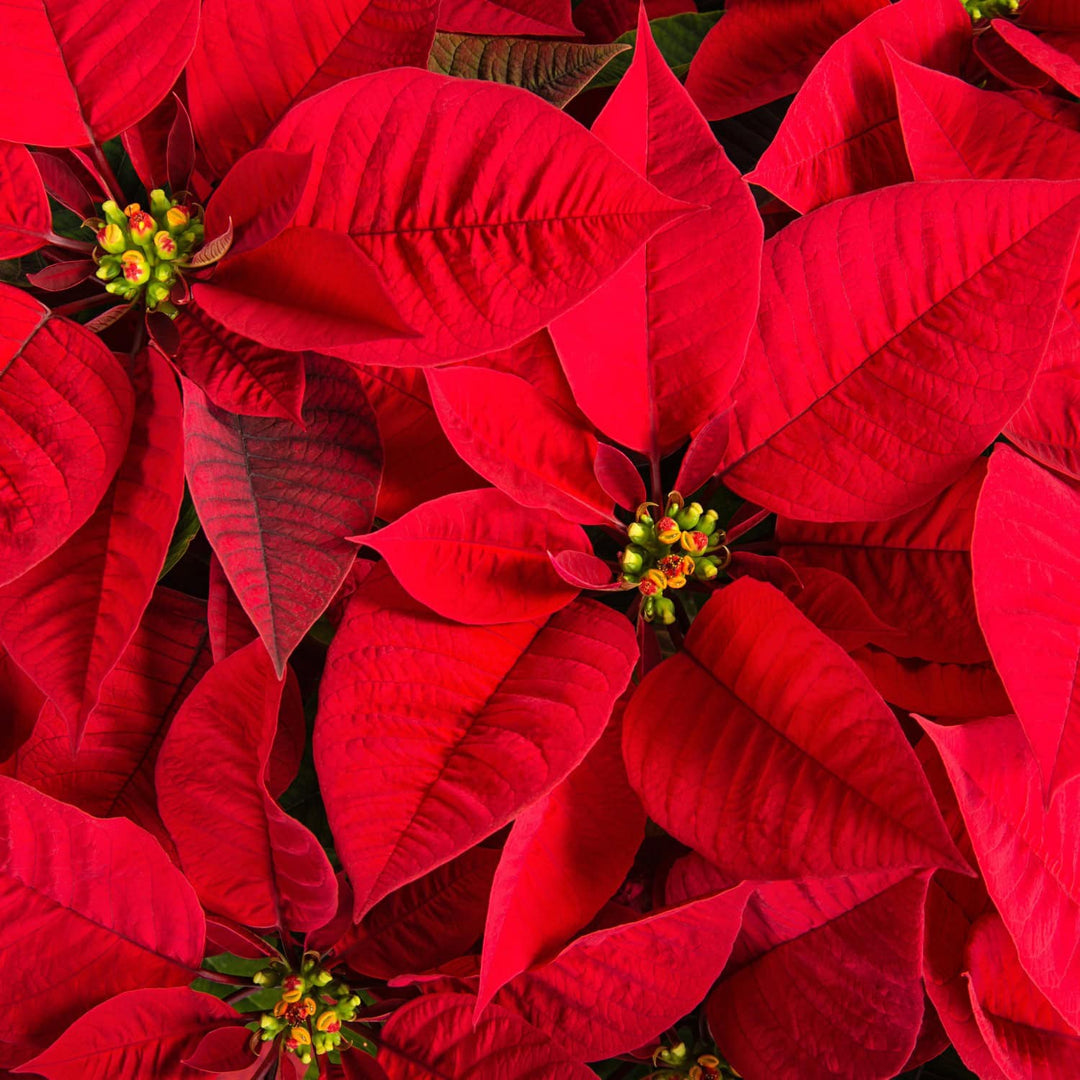 Close-up of bright red poinsettia leaves with small green flowers. #size_1-gallon