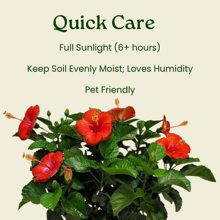 Red flowers with care instructions on a beige background #size_3-gallon