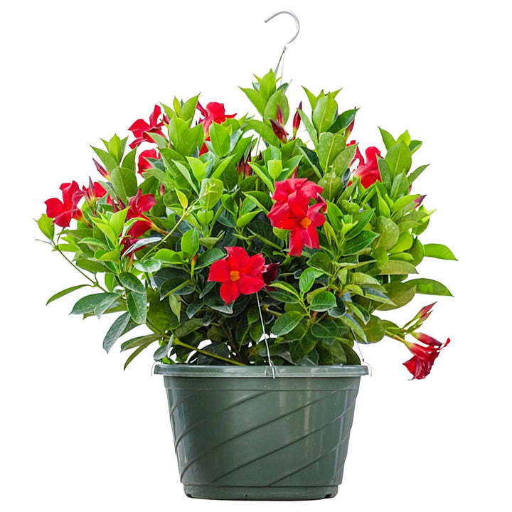 red dipladenia hanging basket plant for sale