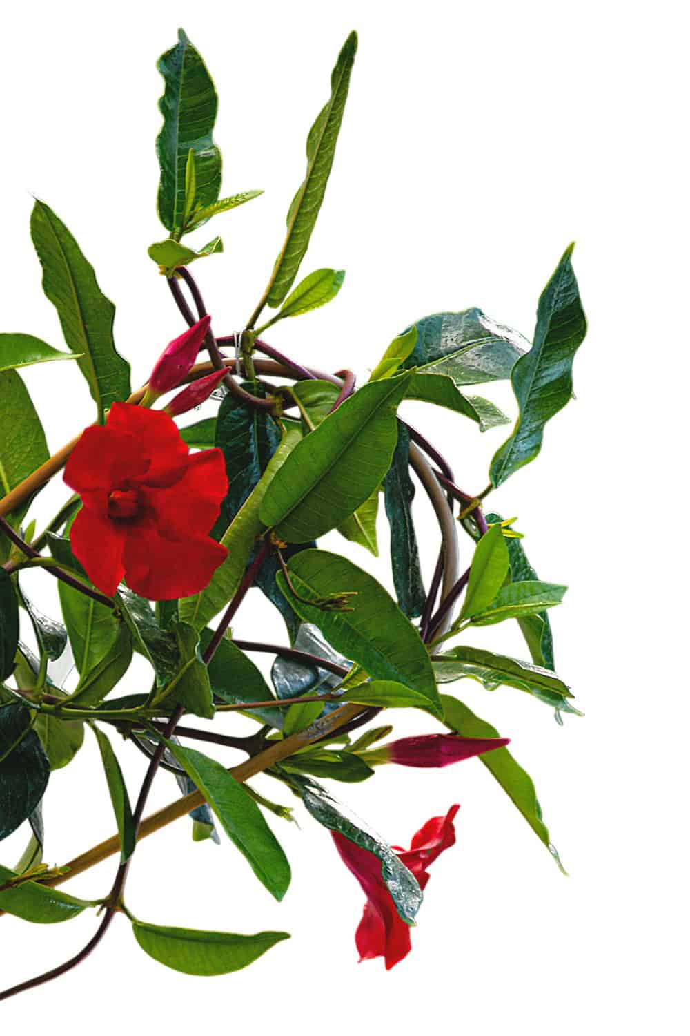 hanging plant with red stems Red Mandevilla Hanging Basket for Sale