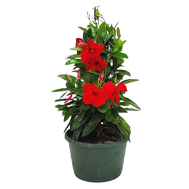Red Mandevilla Hanging Basket