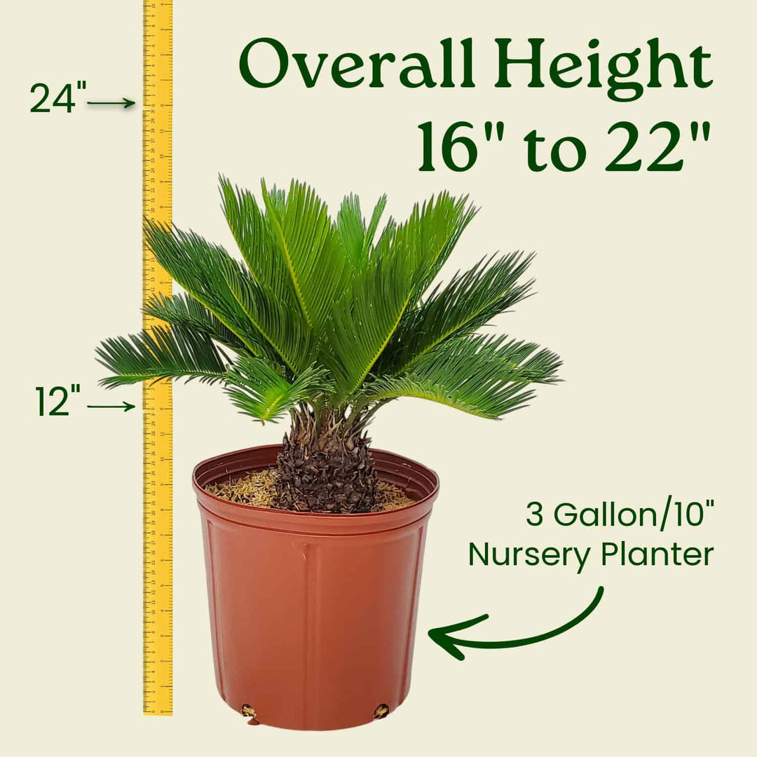 sago palm planter Sago Palm