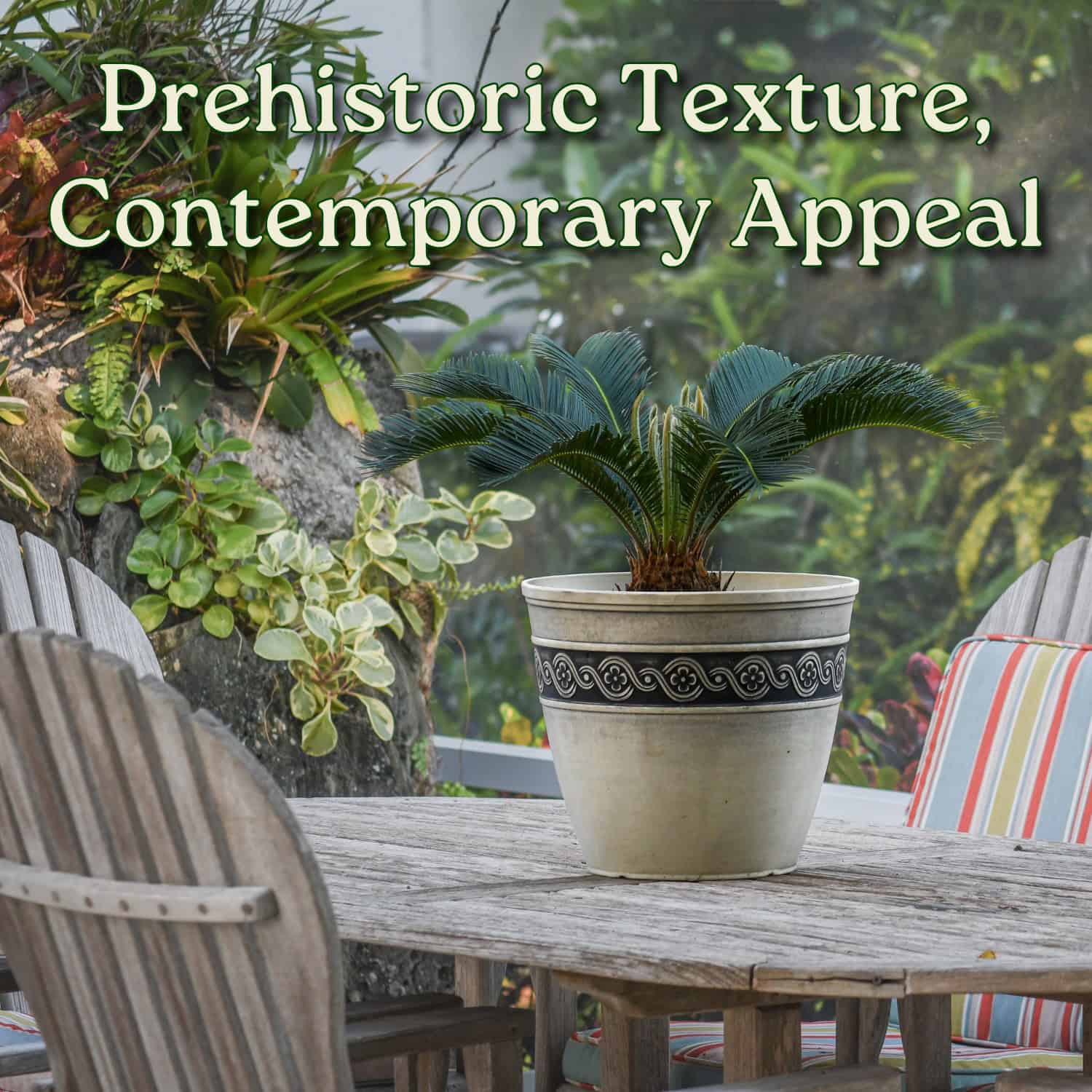 Tropical Plants of Florida Sago Palm - Thumbnail 3