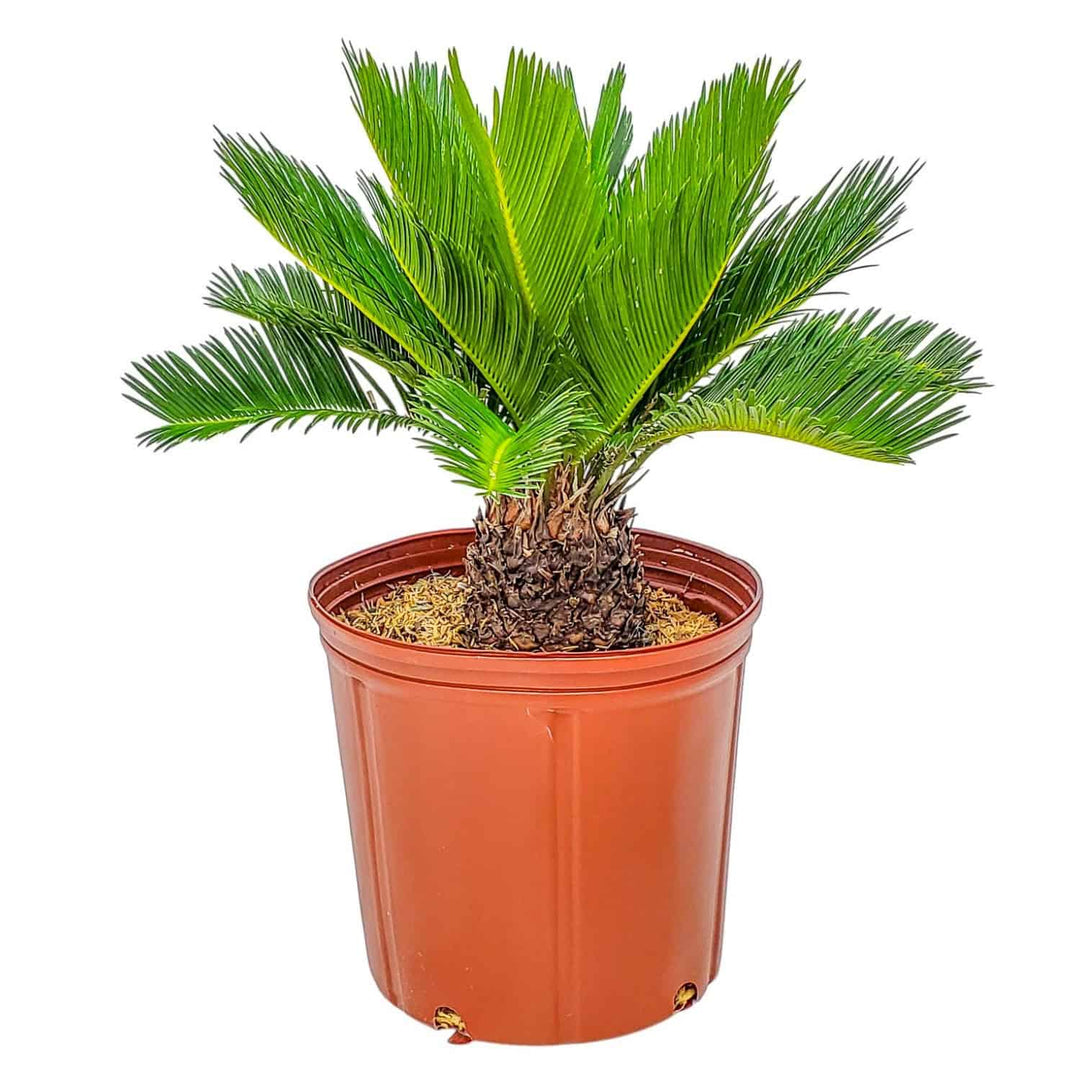 plant food for sago palms Sago Palm for Sale