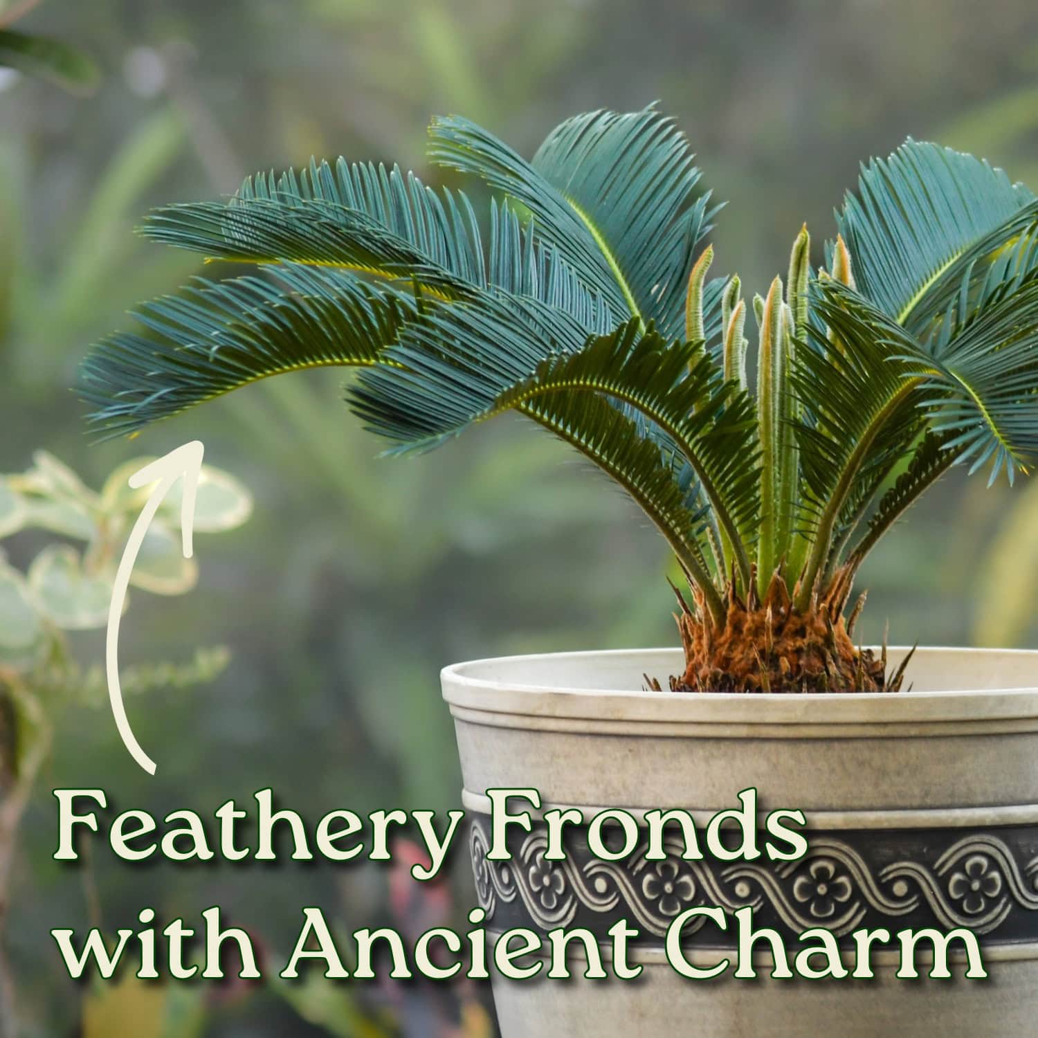 sago palm plant price Sago Palm for Sale