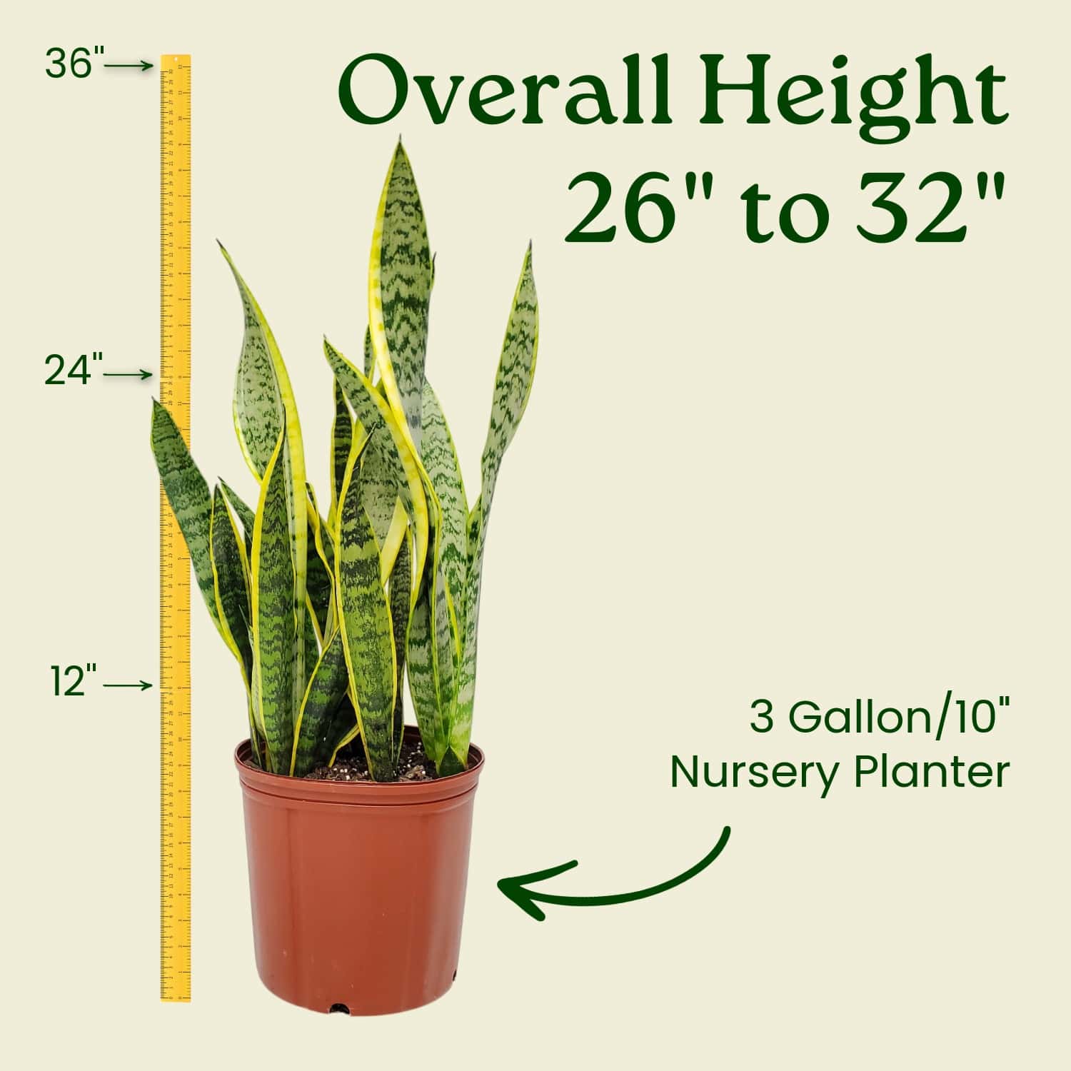 Laurentii Snake Plant - Thumbnail 3