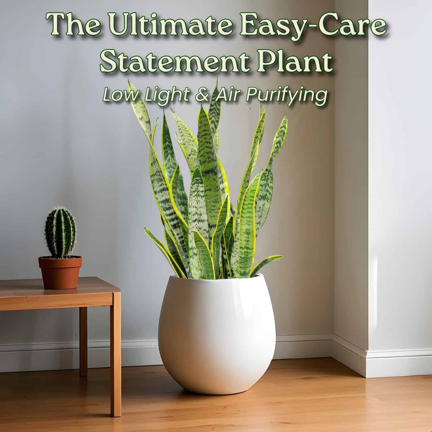 Laurentii Snake Plant