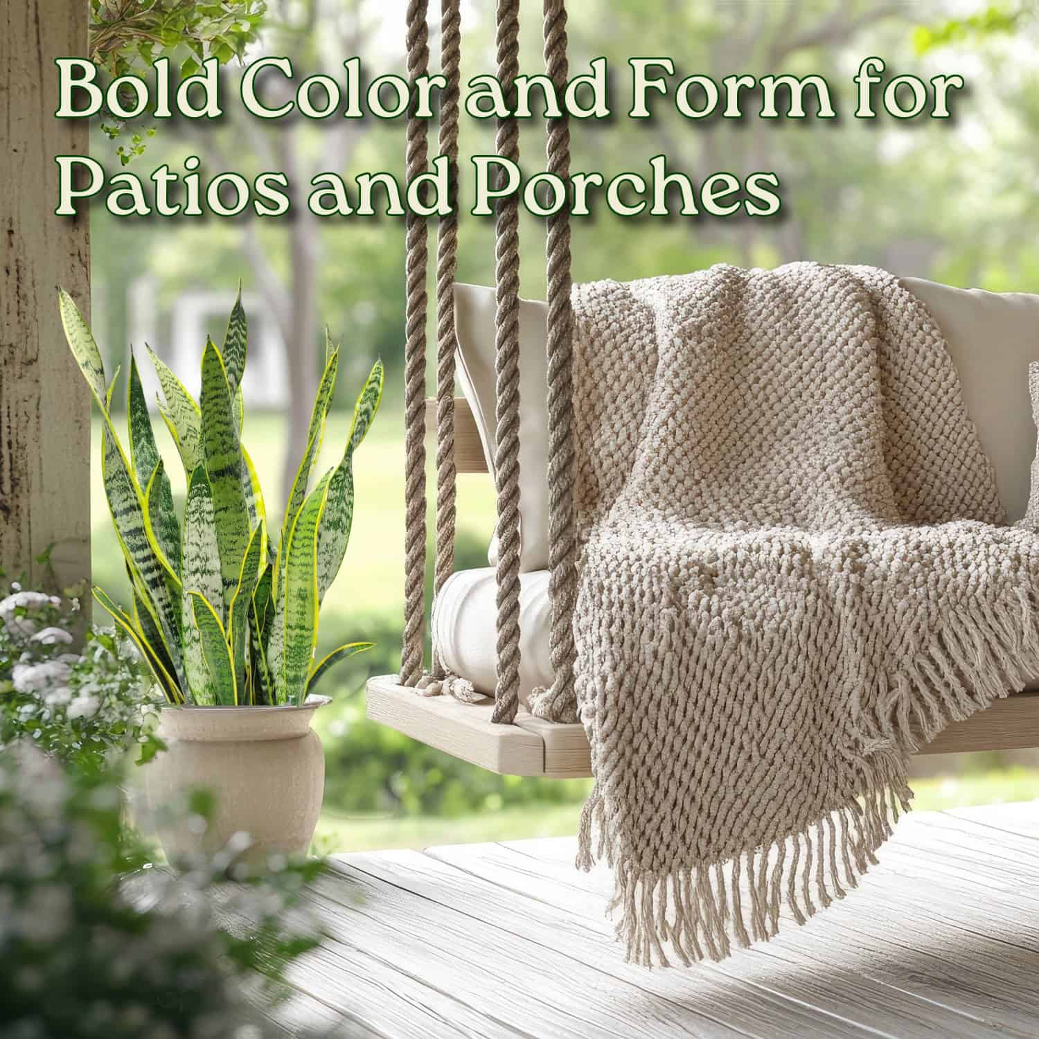 Laurentii Snake Plant - Thumbnail 5