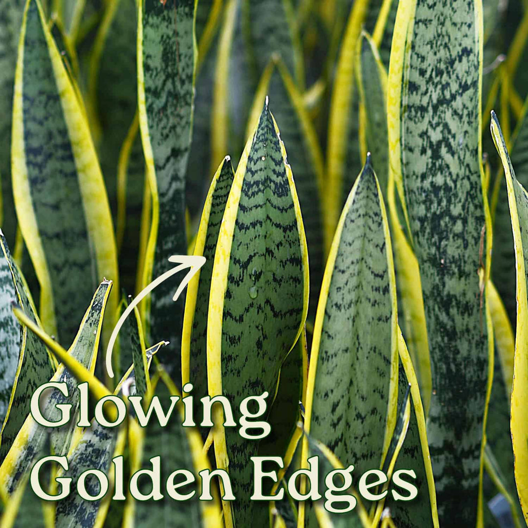 my snake tongue plant is bright green and growing Snake Plant for Sale