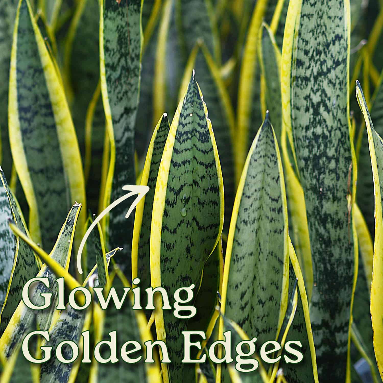 sansevieria laurentii yellow snake plant Snake Plant for Sale