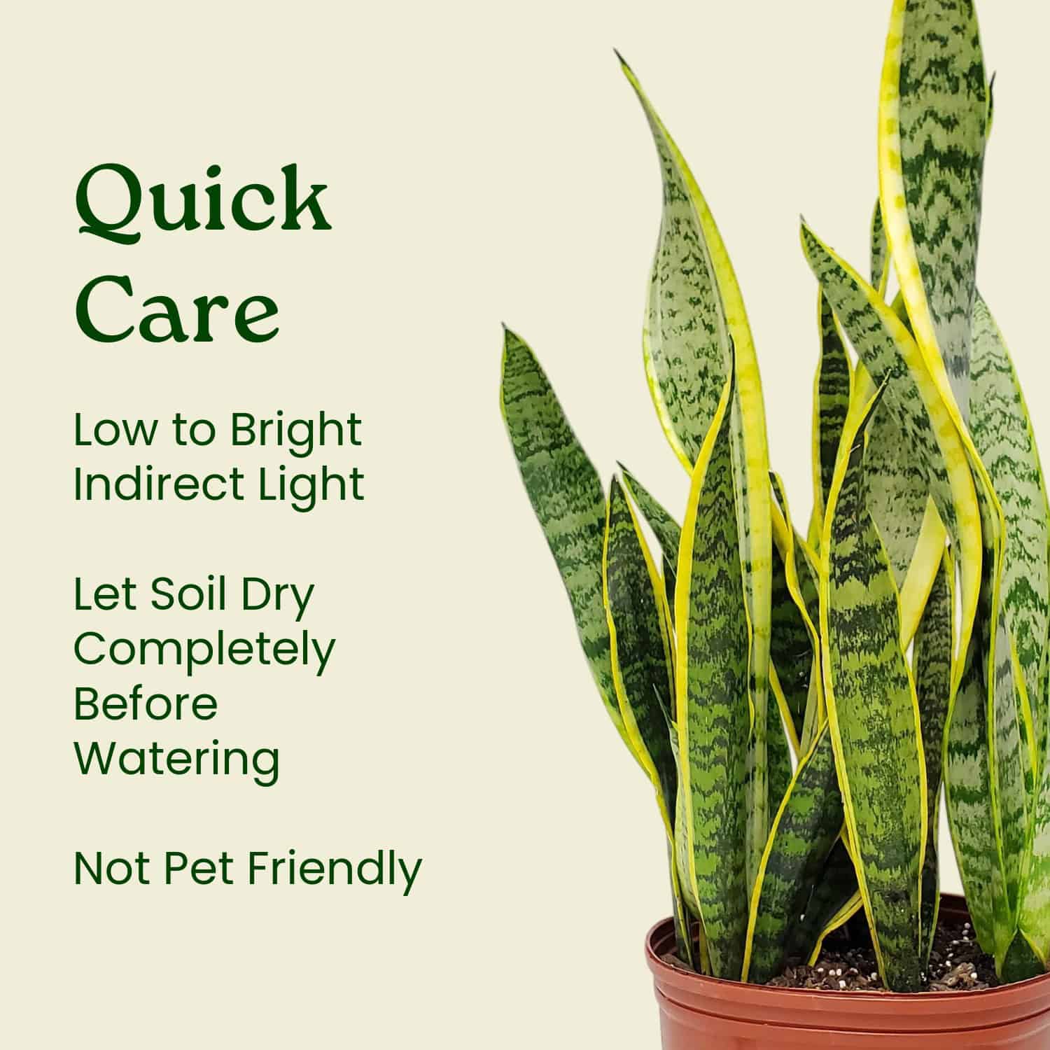 Snake Plant for Sale | Sansevieria Laurentii Mother-in-Law's