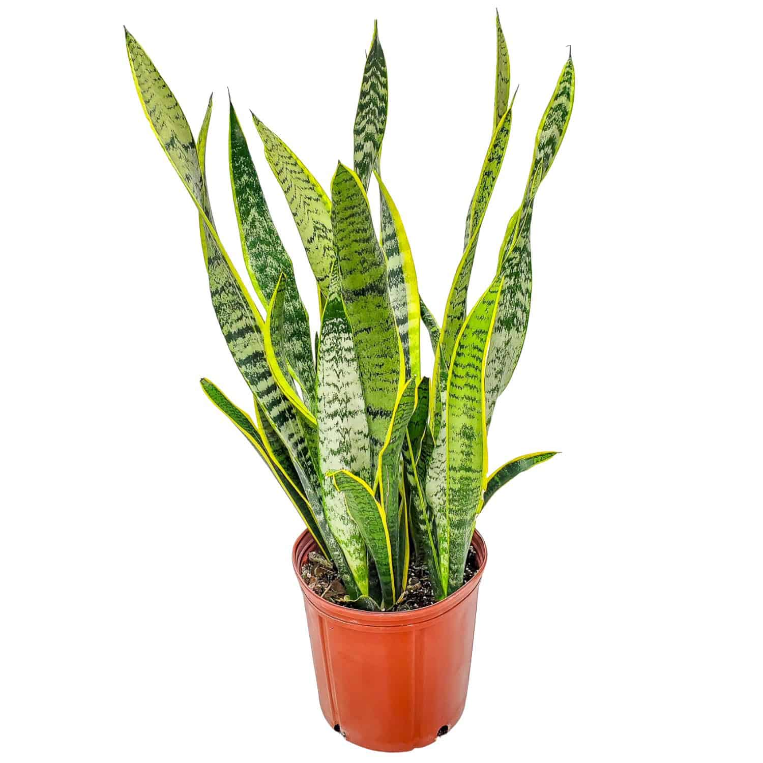 Laurentii Snake Plant - Thumbnail 2