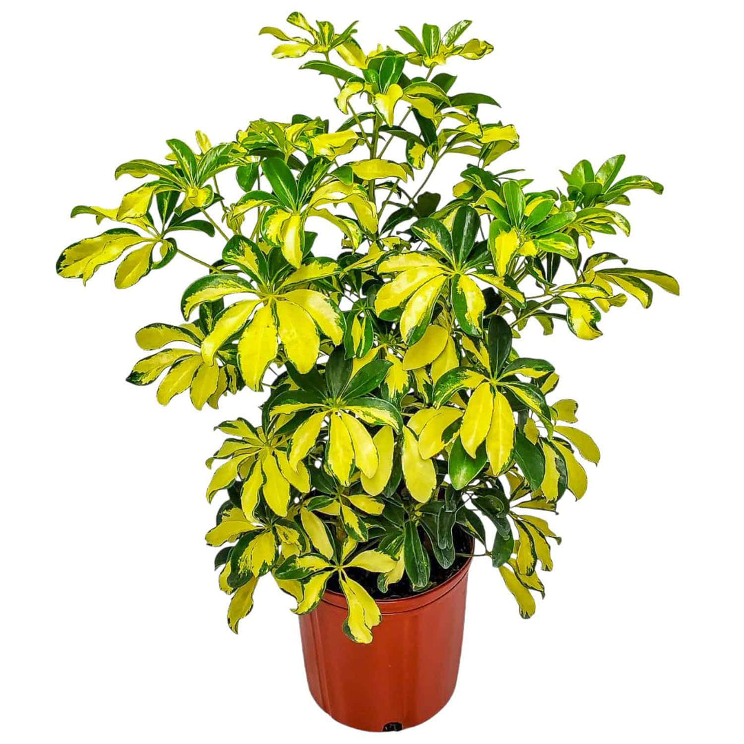 buy schefflera arboricola Arboricola Trinette – Variegated Schefflera Plant for Sale – Tropical Plants of Florida