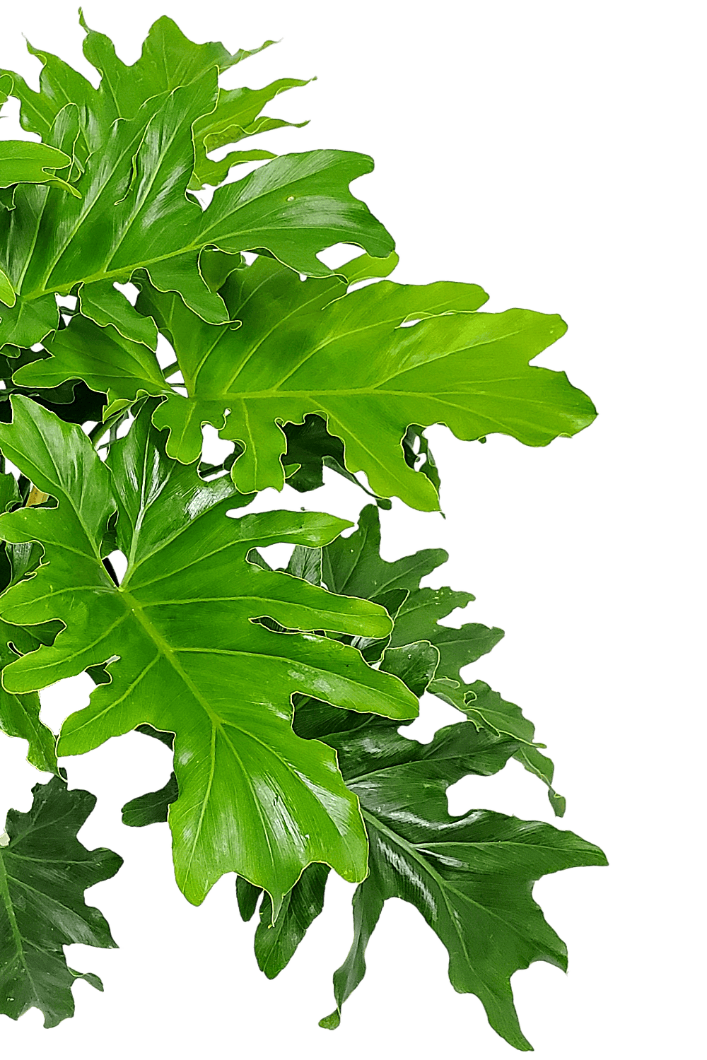 philodendron selloum shangri Philodendron Selloum for Sale