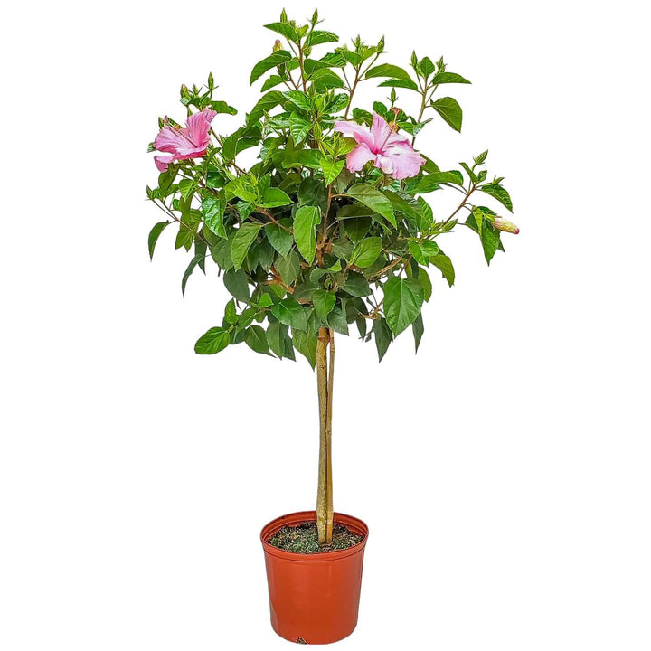 seminole pink hibiscus tree for sale #trunk_standard