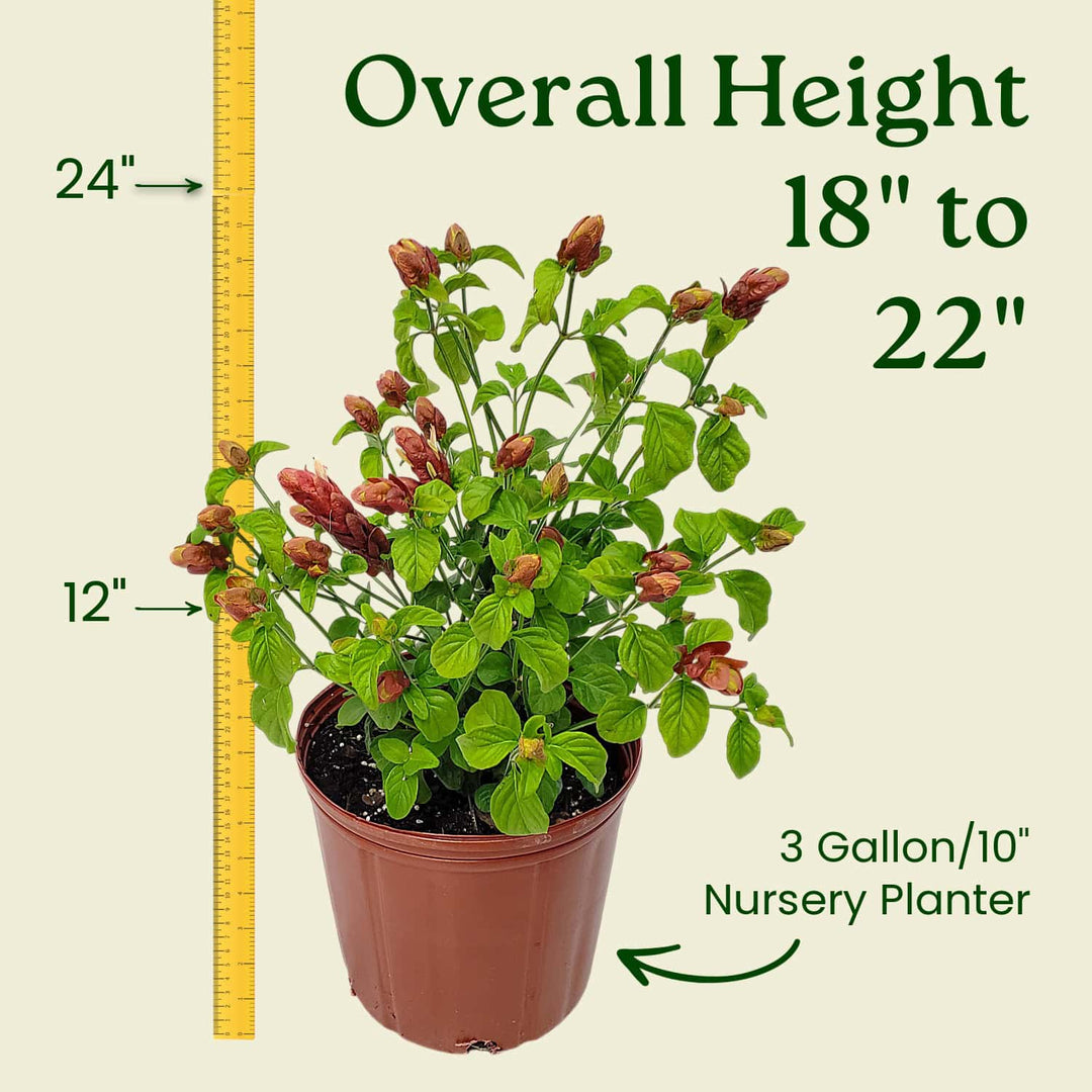 potted shrimp plant Shrimp Plant for Sale