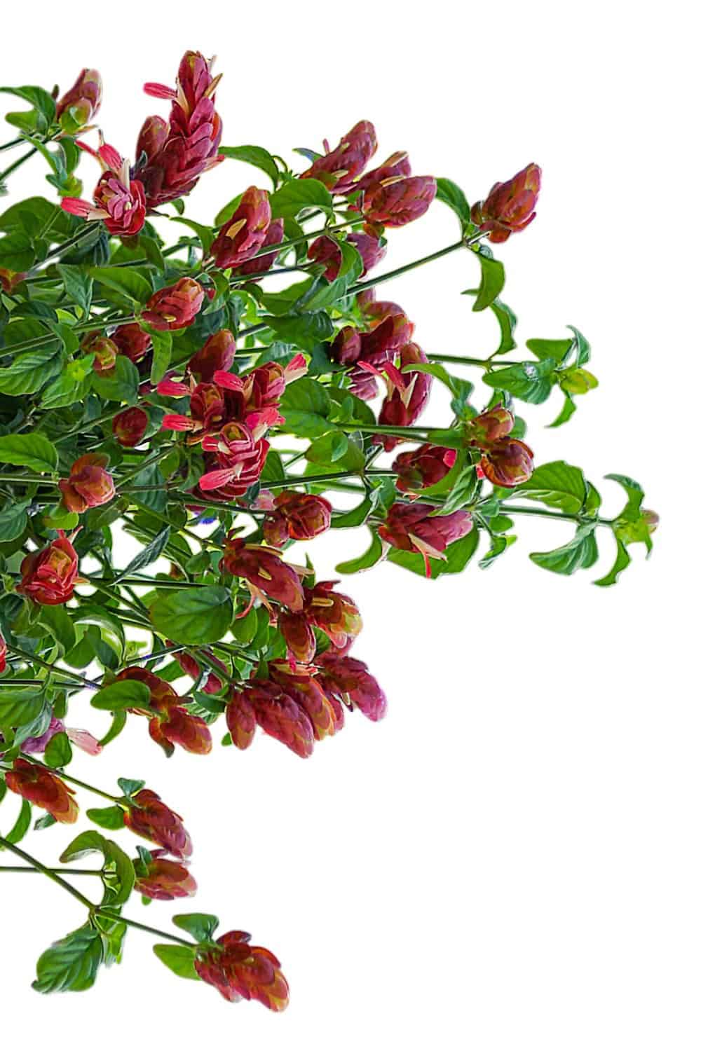 shrimp plant hanging basket Shrimp Plant for Sale