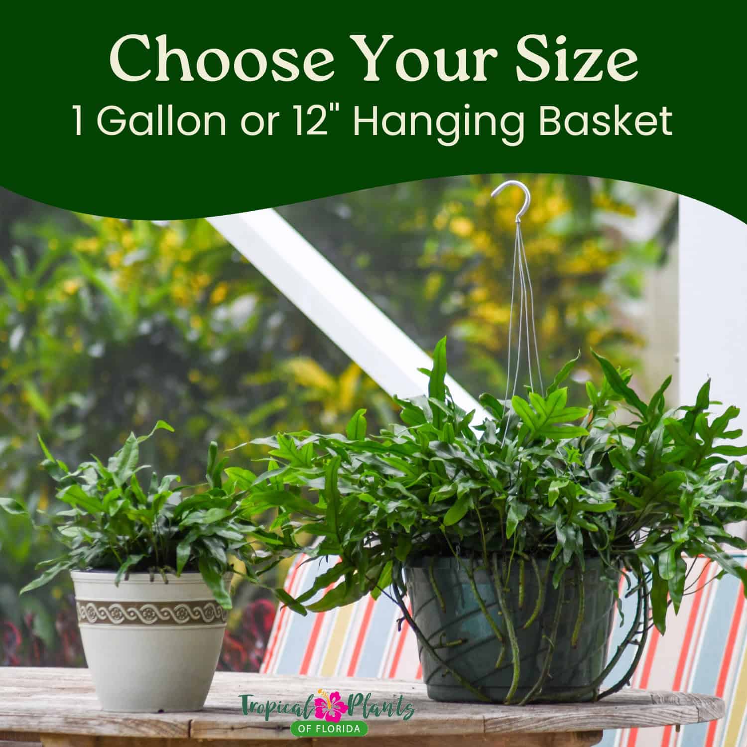 best hanging plants for florida Kangaroo Fern Hanging Basket – Tropical Plants of Florida