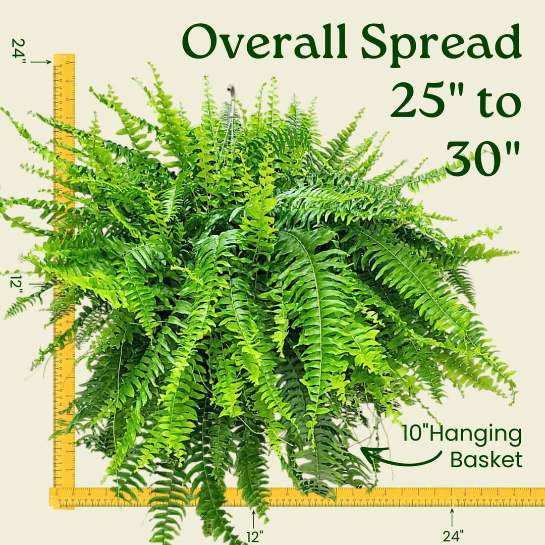 hanging boston fern plant Hanging Boston 10" Fern