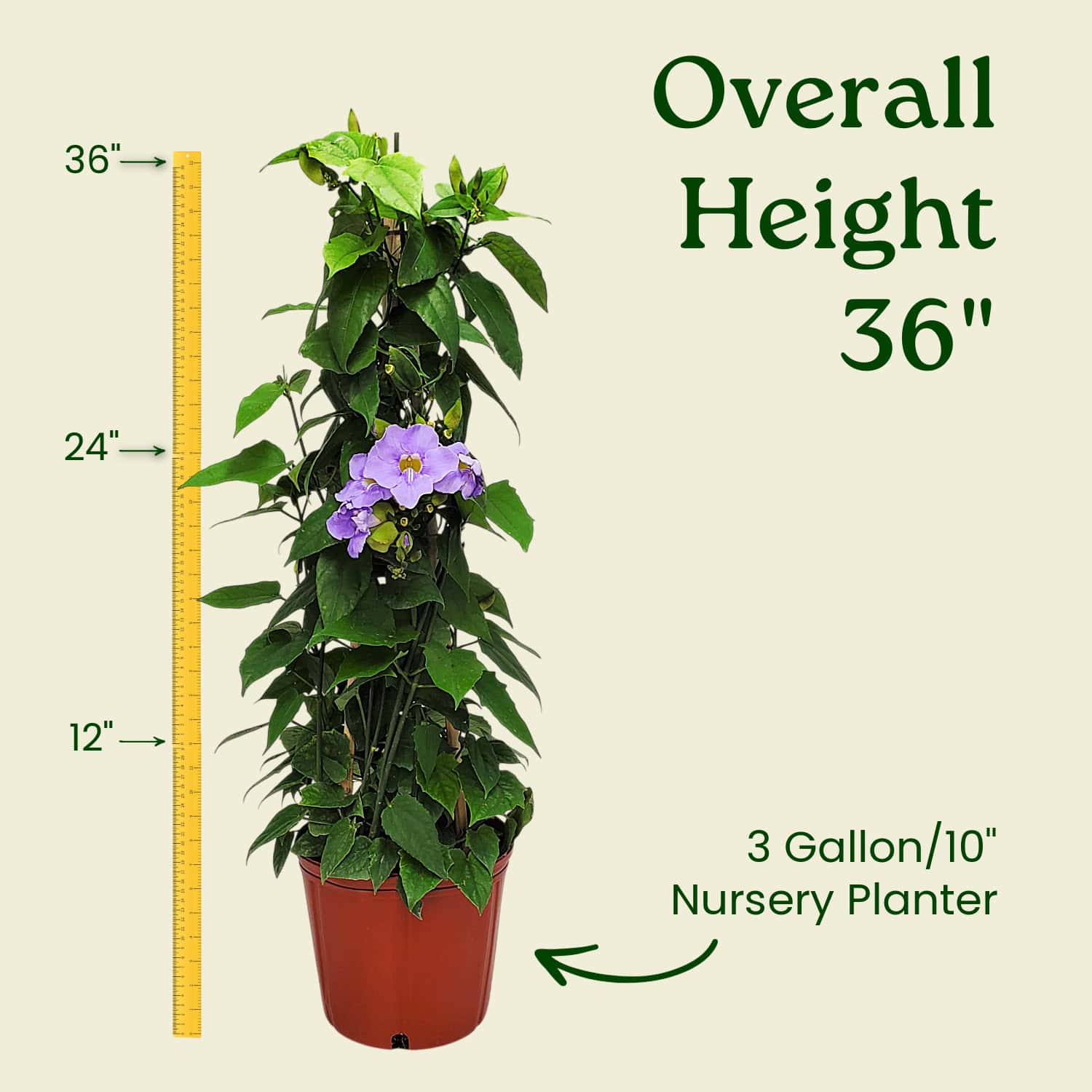Tropical Plants of Florida Sky Vine - Thumbnail 3