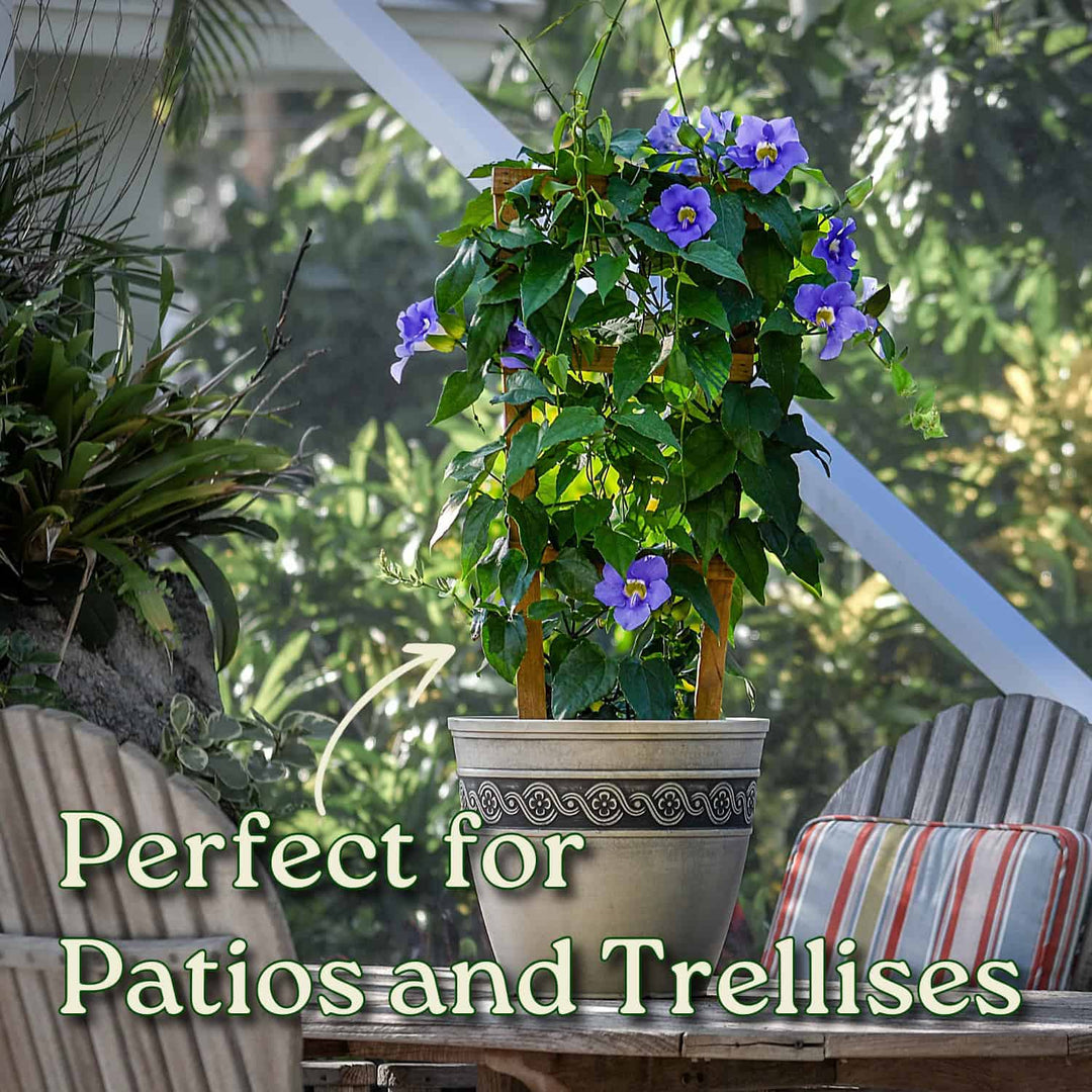 clear sky passion vine plant on trellis Sky Vine (Thunbergia grandiflora) for Sale