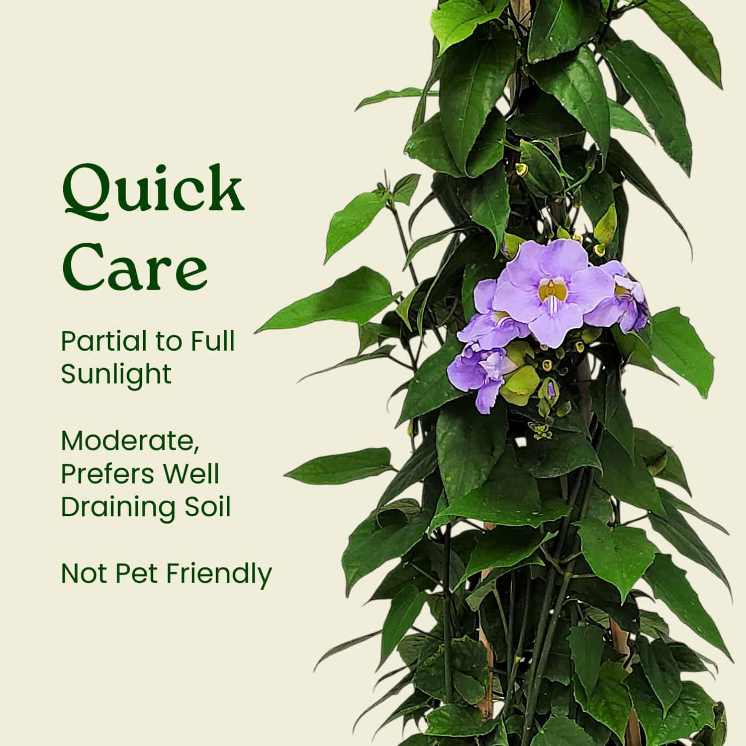 Tropical Plants of Florida Sky Vine - Thumbnail 4