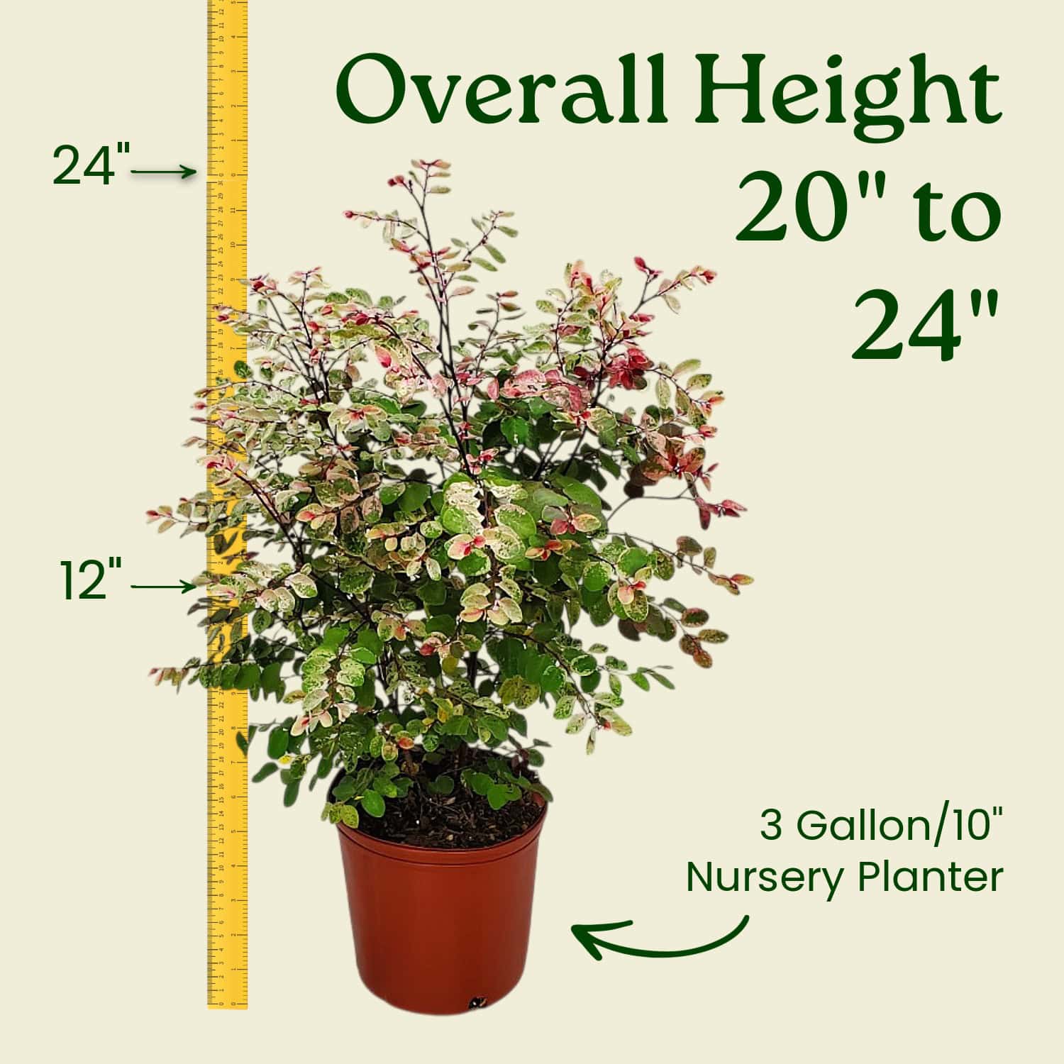 Snow on the Mountain Plant for Sale | Breynia disticha Snow Bush