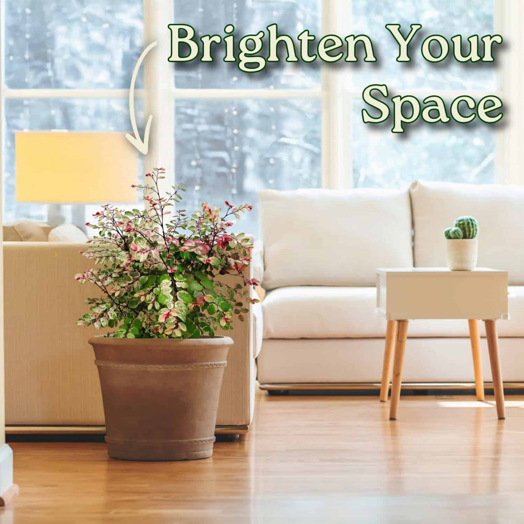 Snow on the Mountain