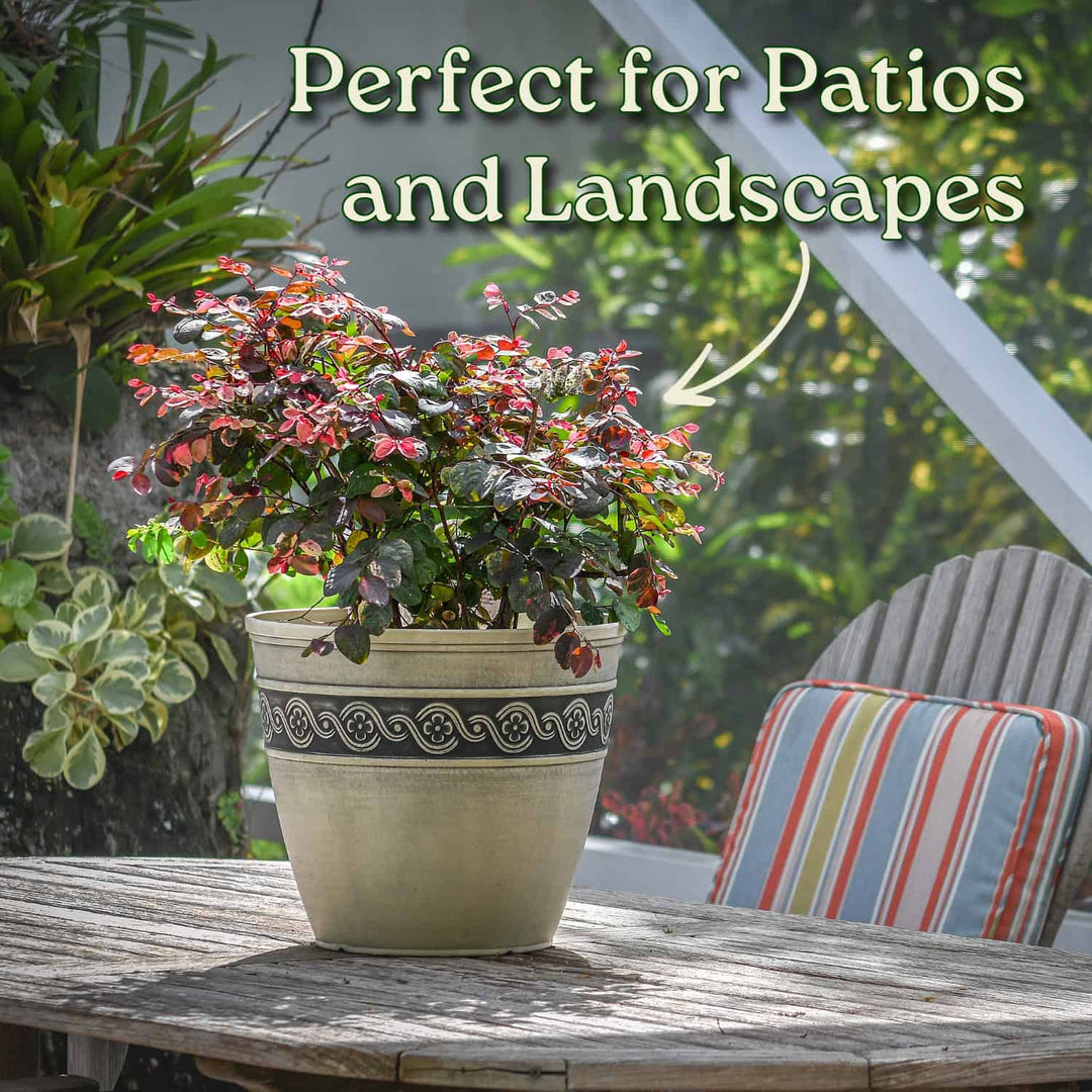 Snow on the Mountain