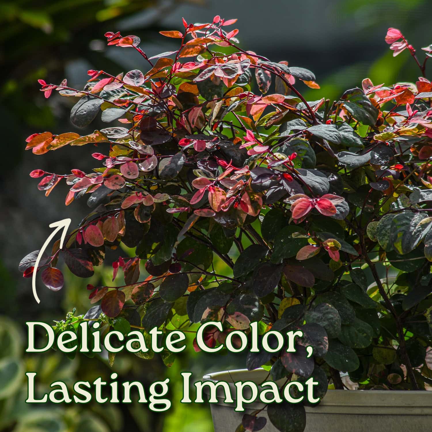 Snow on the Mountain Plant for Sale | Breynia disticha Snow Bush