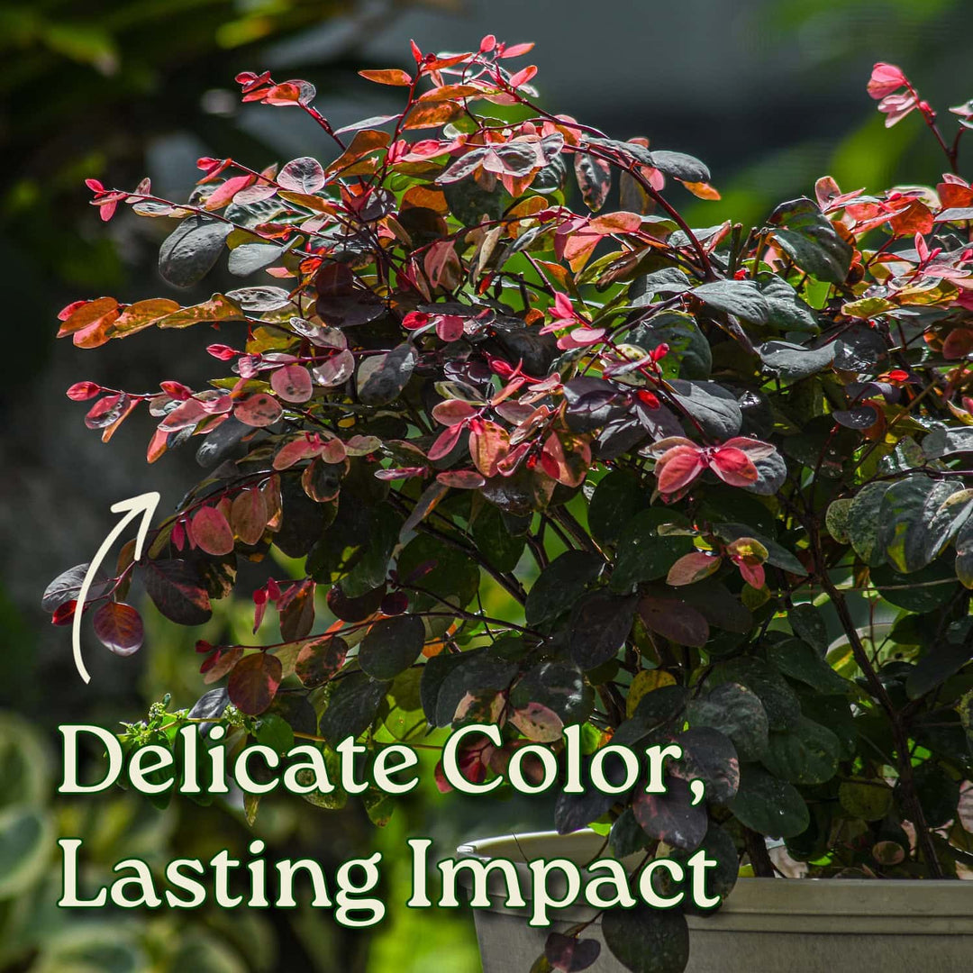 Snow on the Mountain