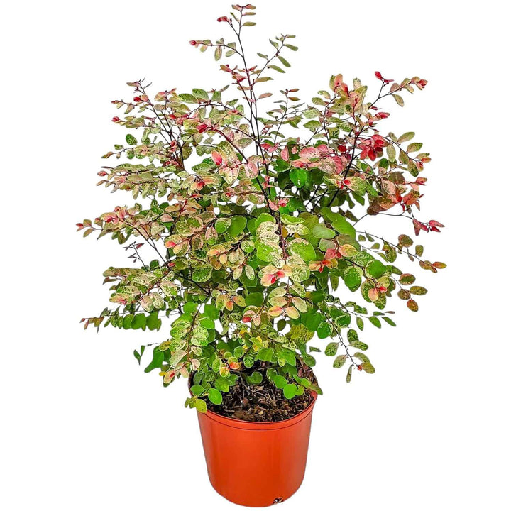 Snow on the Mountain