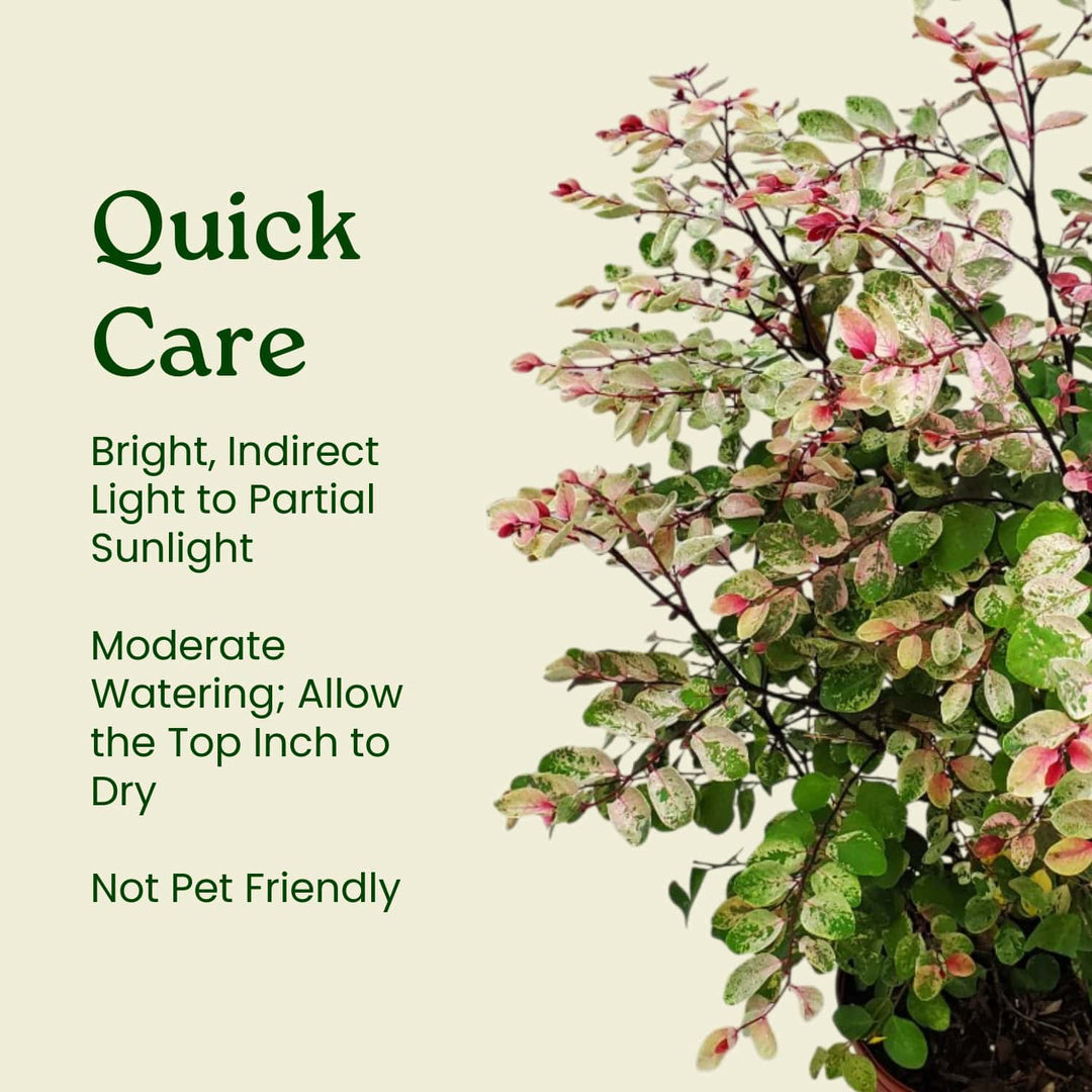 Snow on the Mountain