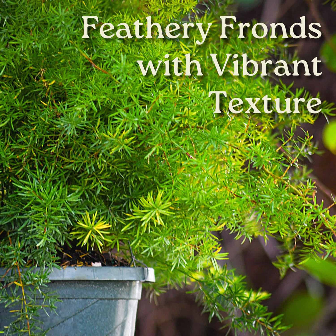 asparagus setaceus hanging fern plant Tropical Plants of Florida Green Sprengeri Fern Hanging Basket
