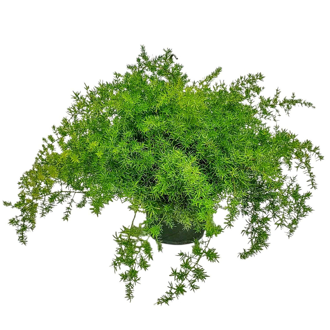 hanging planter for fern Sprengeri Fern Hanging Basket – Asparagus Sprengeri for Sale – Tropical Plants of Florida