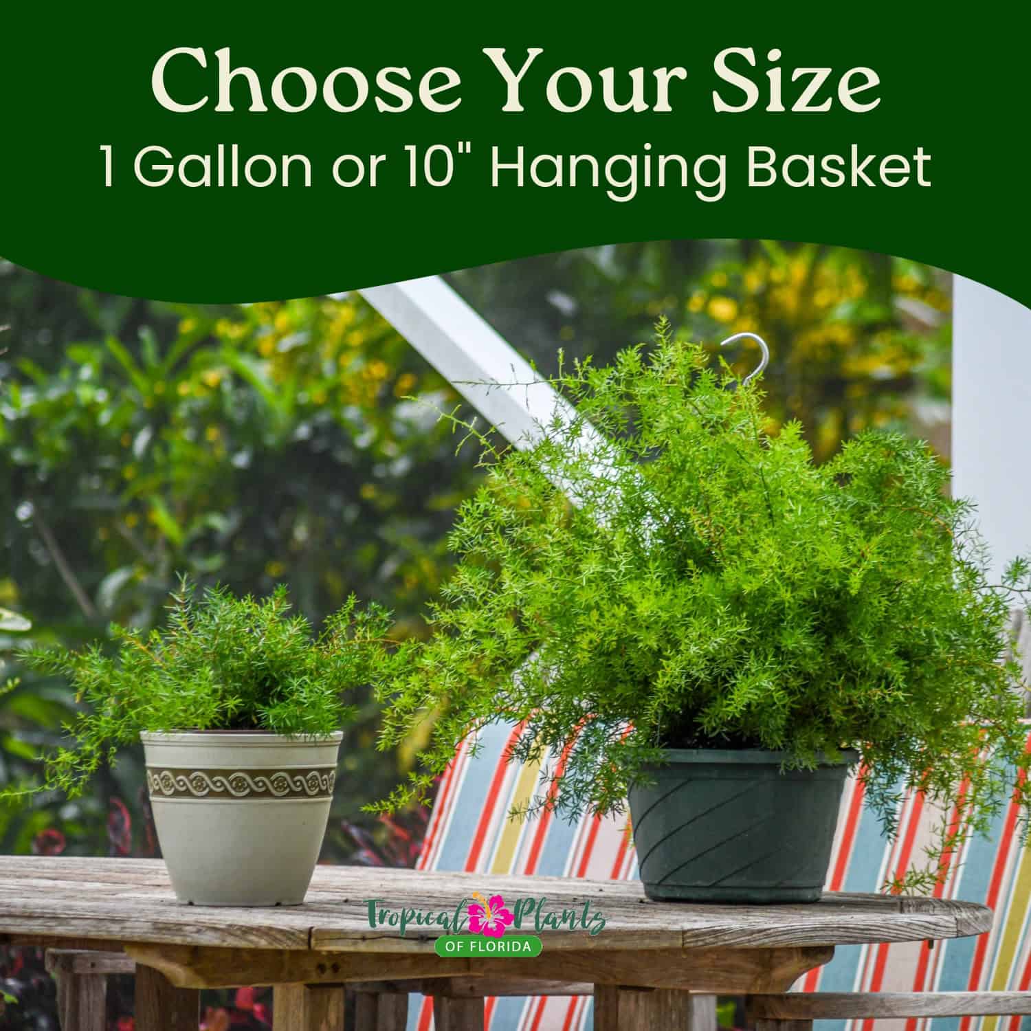 hanging plants in florida Tropical Plants of Florida Green Sprengeri Fern Hanging Basket