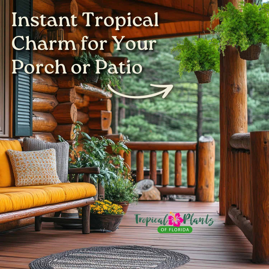 outdoor hanging plants for florida Tropical Plants of Florida Green Sprengeri Fern Hanging Basket