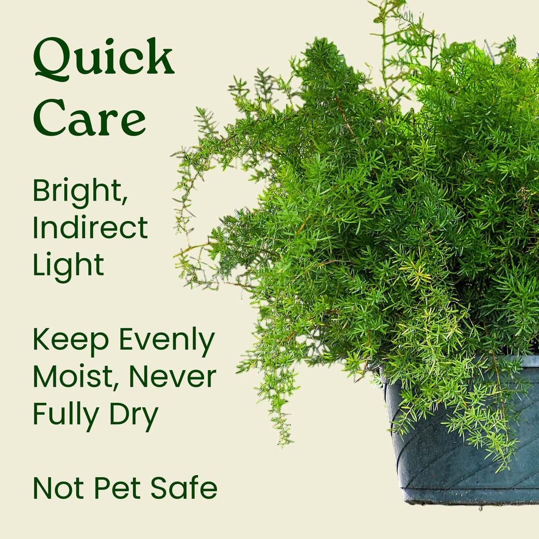 fern hanging plant care Sprengeri Fern Hanging Basket