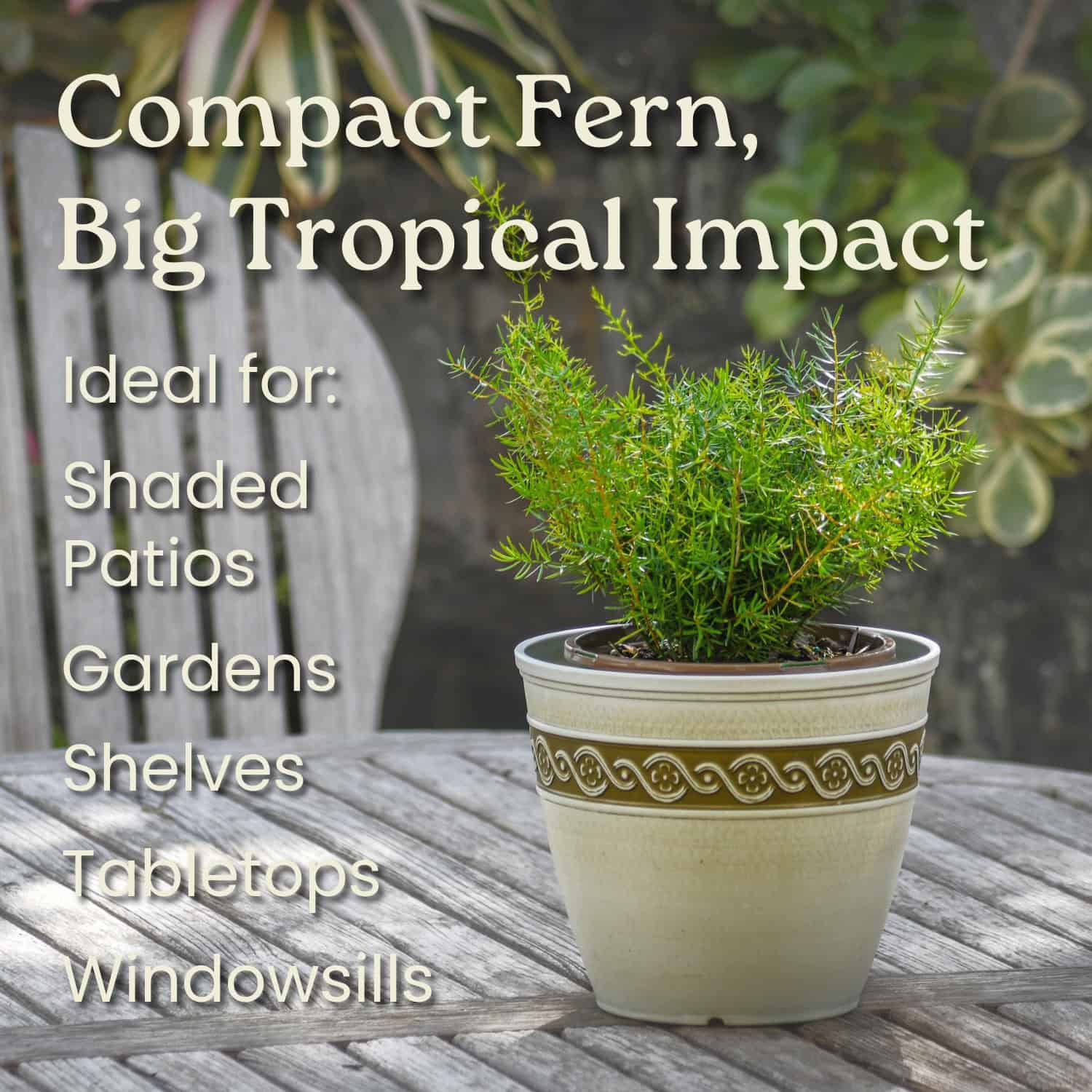 Tropical Plants of Florida Sprengeri Asparagus Fern - Thumbnail 5