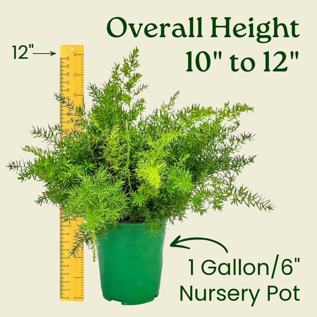 planting asparagus in a pot Sprengeri Fern Plant (1 Gallon) – Asparagus Sprengeri Fern for Sale – Tropical Plants of Florida