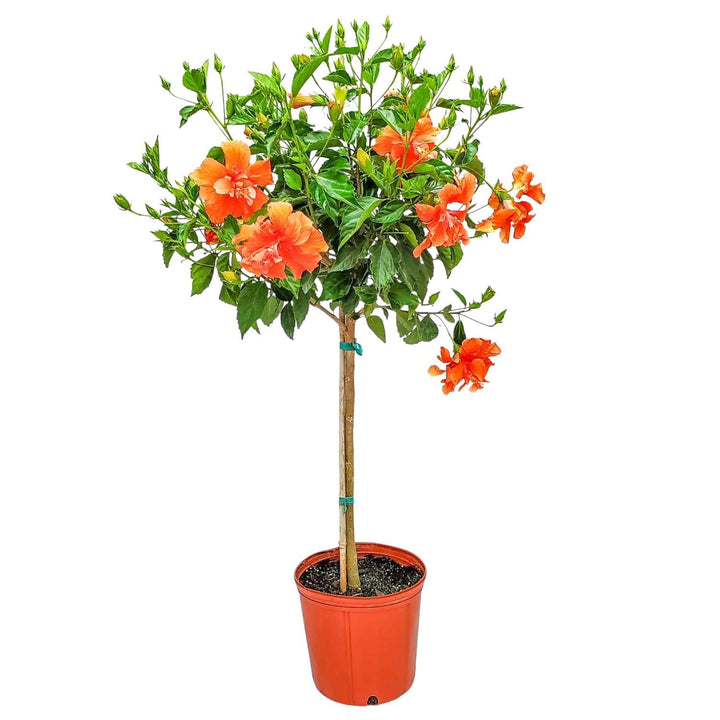 double peach hibiscus tree for sale #trunk_standard