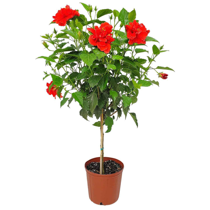 standard double red hibiscus tree for sale #trunk_standard