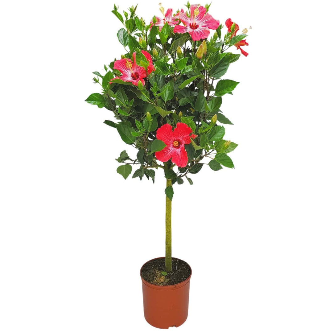 standard painted lady pink hibiscus tree for sale #trunk_standard