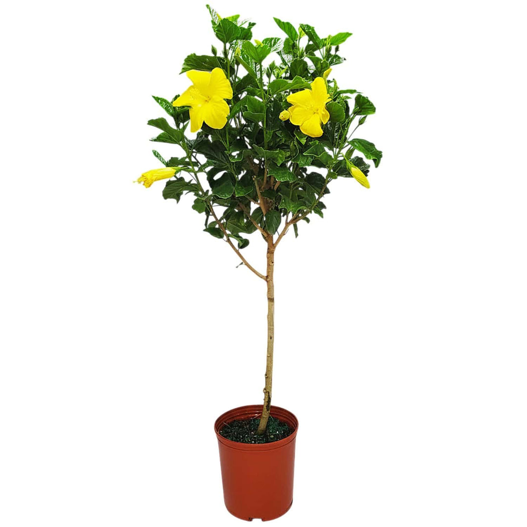 standard yellow fort myers hibiscus tree for sale #trunk_standard