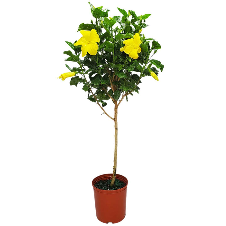 standard yellow fort myers hibiscus tree for sale #trunk_standard