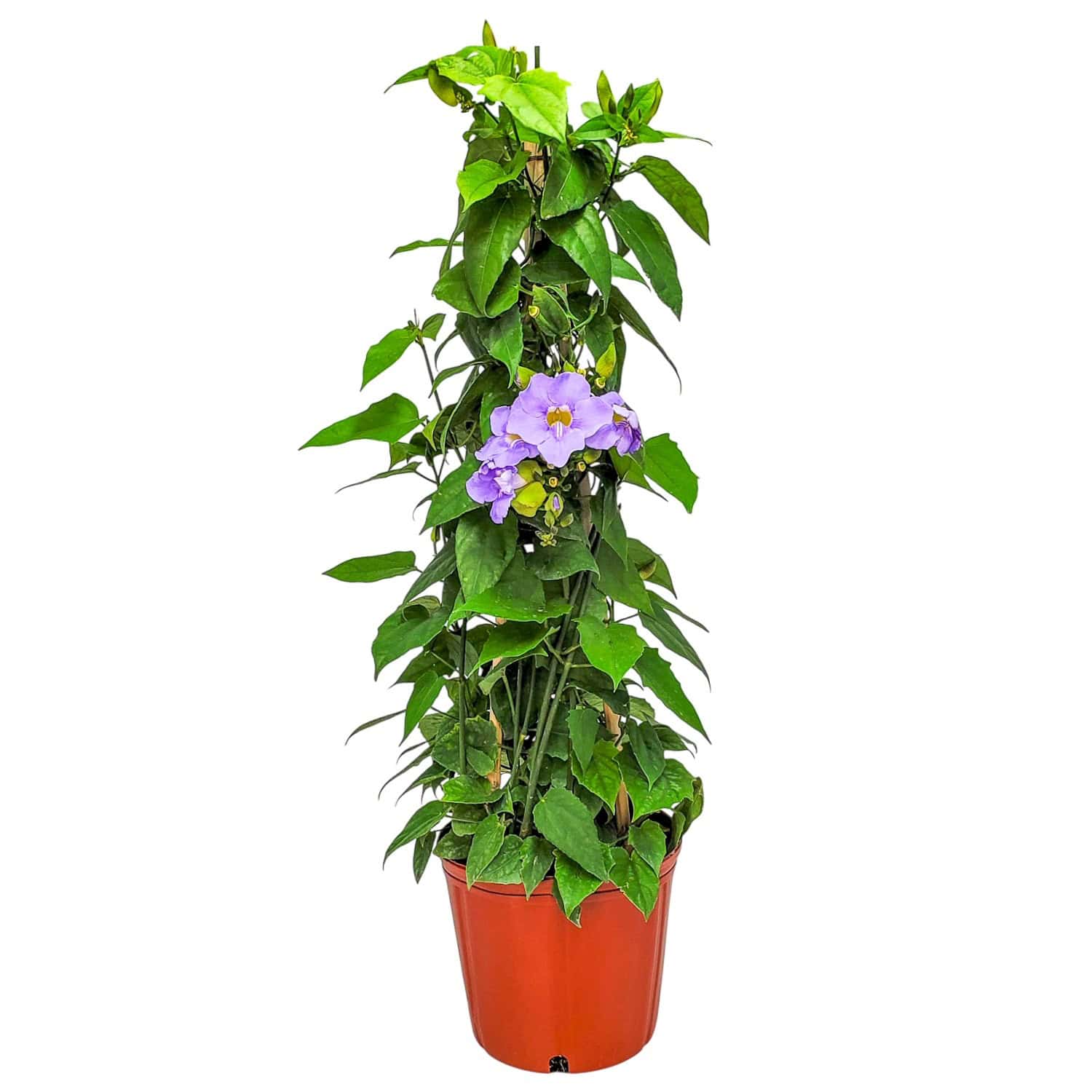 Tropical Plants of Florida Sky Vine