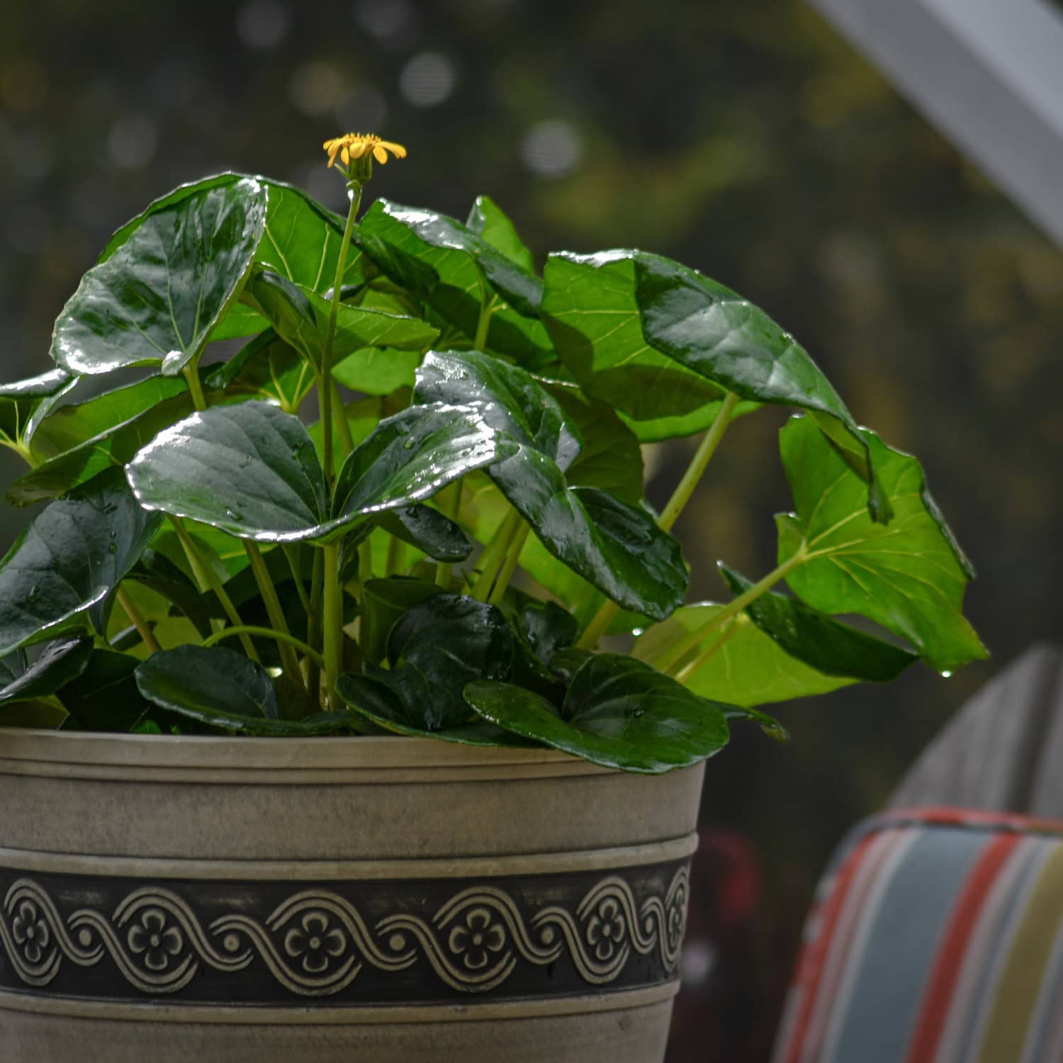 leopard plant indoor Tractor Seat Plant for Sale