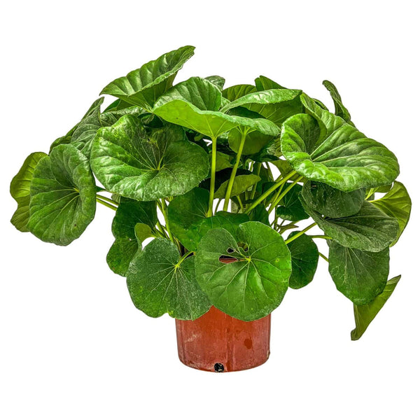 leopard palm plant Tractor Seat Plant for Sale